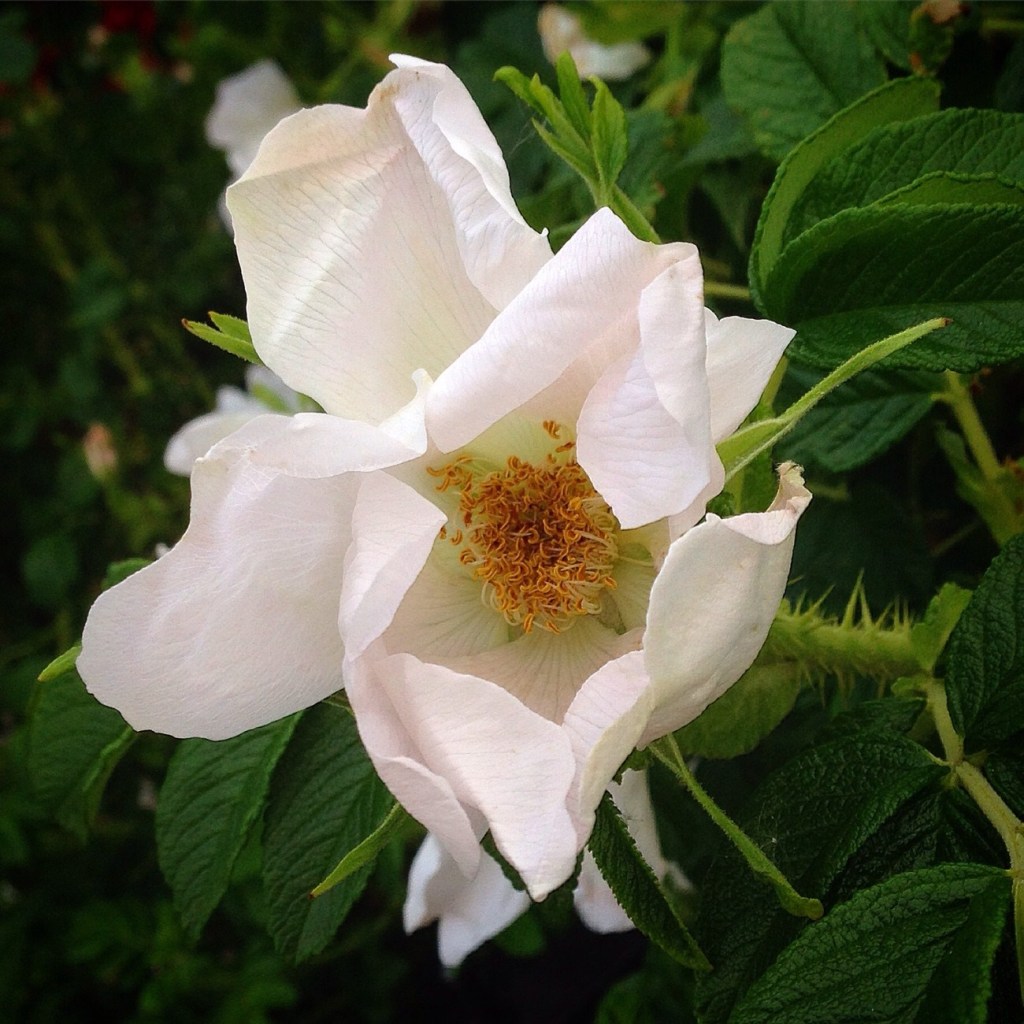 Choosing to walk gently.